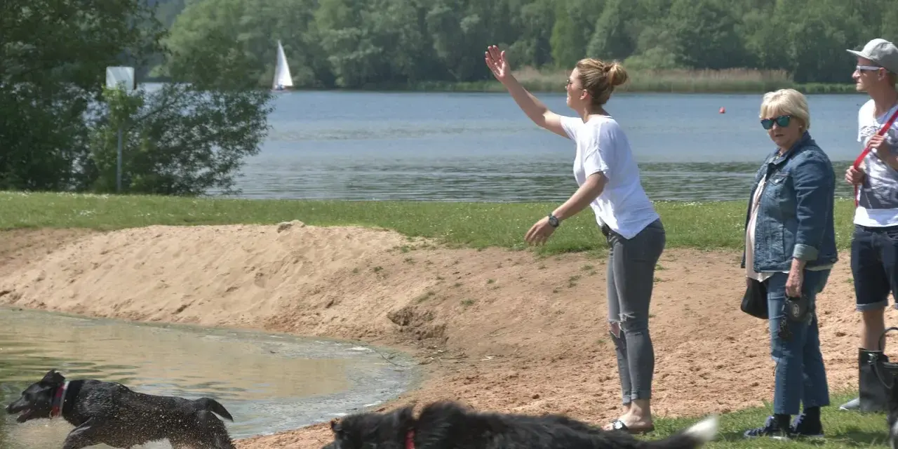 Hunde planschen am Brombachsee Hundestrand. Eine Frau wirft etwas ins Wasser, während zwei Hunde voller Freude ins kühle Nass springen.