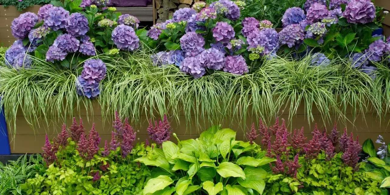 Piękna kompozycja: hortensje bukietowe, trawy ozdobne, funkie i astilbe. Idealne rośliny, by posadzić obok hortensji bukietowej.