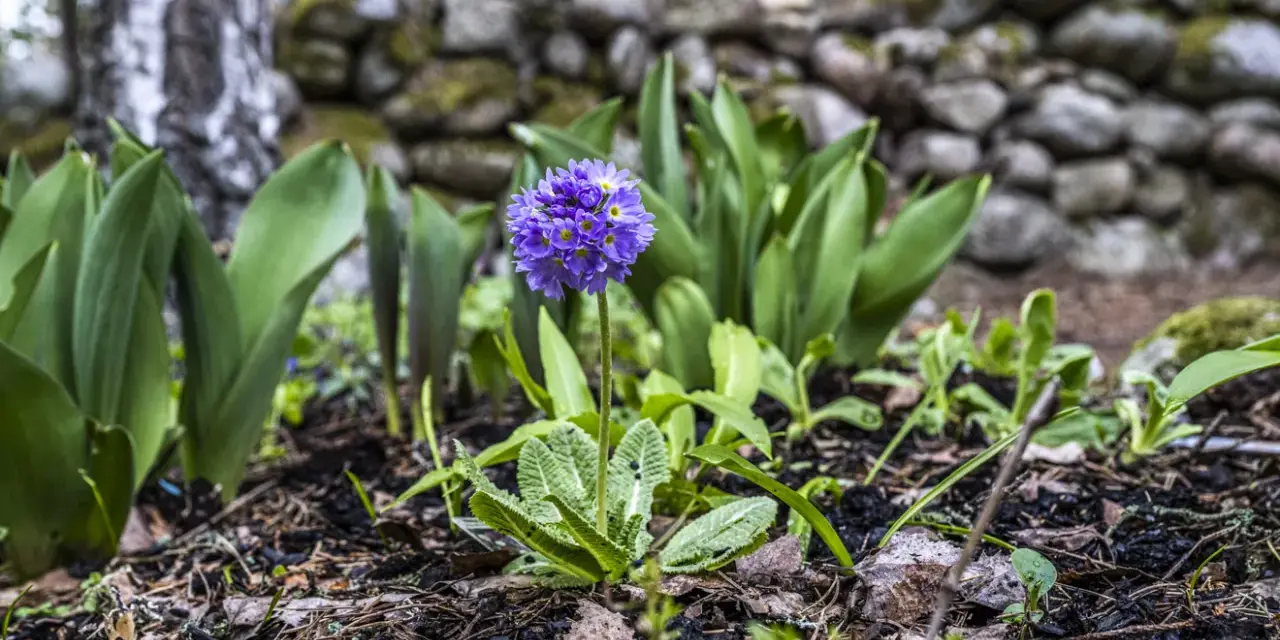 En ensam lila perenn blommar i skogen, omgiven av gröna blad och en stenmur.