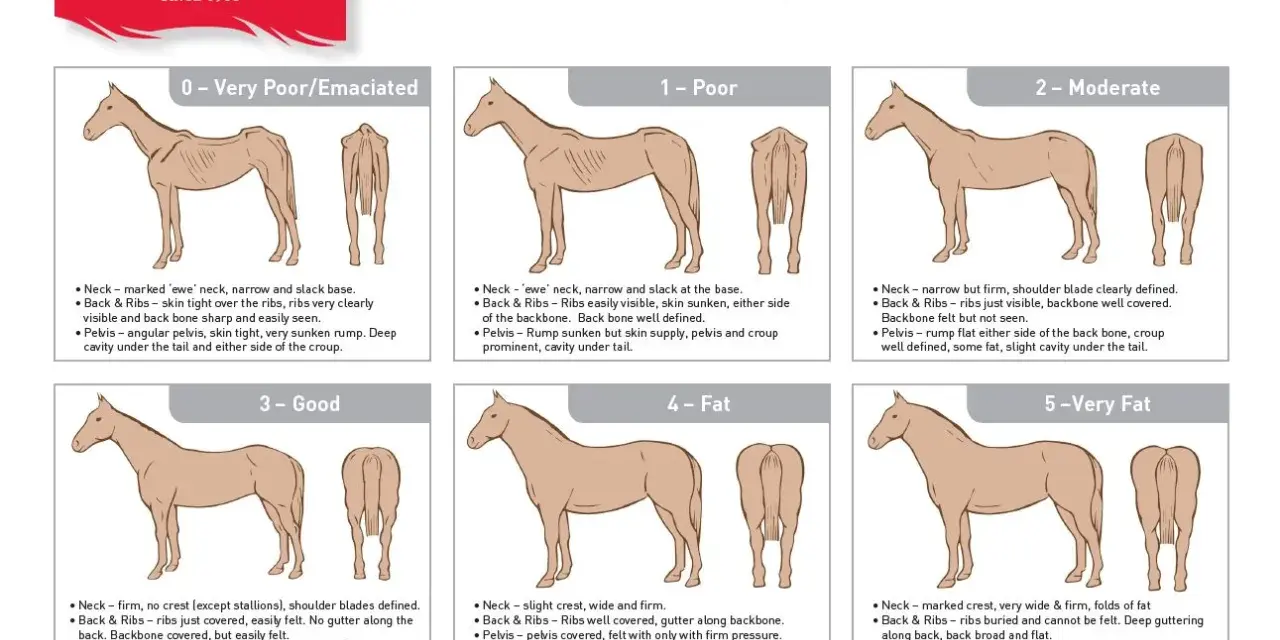 Guide visuel pour évaluer la condition corporelle d'un cheval, de émacié à très gras. Utile pour savoir comment faire maigrir un cheval si nécessaire.