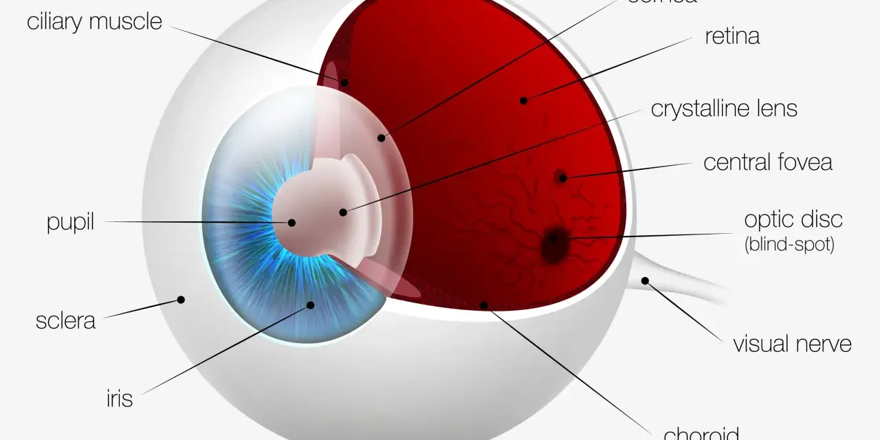 Sezione trasversale dell'occhio umano che mostra la struttura della retina, il cristallino, l'iride e altre parti vitali per la vista.