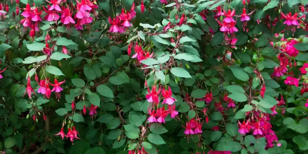 Krzew fuksji w pełnym rozkwicie, z mnóstwem różowo-fioletowych kwiatów zwisających jak małe dzwoneczki. To piękny widok, gdy hibiskus kwitnie latem.