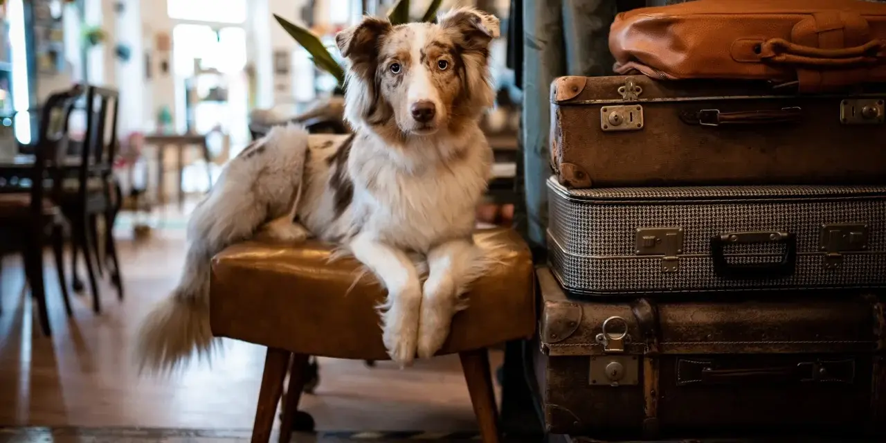 Ein Hund sitzt auf einem Hocker in einem gemütlichen hundecafe berlin, umgeben von alten Koffern.