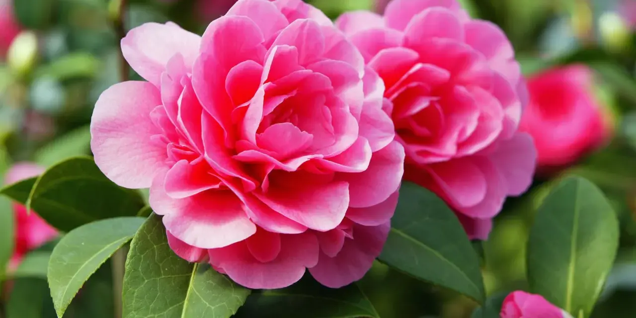 Zwei leuchtend pinke Kamelienblüten mit grünen Blättern. Ein schöner kamelie standort im Garten.