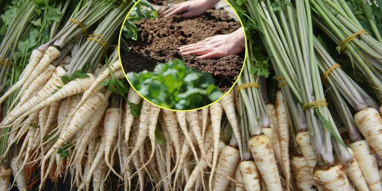 Pietruszka lubi ziemię, czego nie lubi? Zbiory korzeni pietruszki i ręce sadzące ją w glebie.