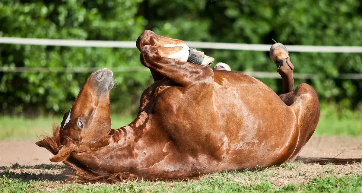 Un cheval roux se roule sur le dos, pattes en l'air. Il semble souffrir de colique.