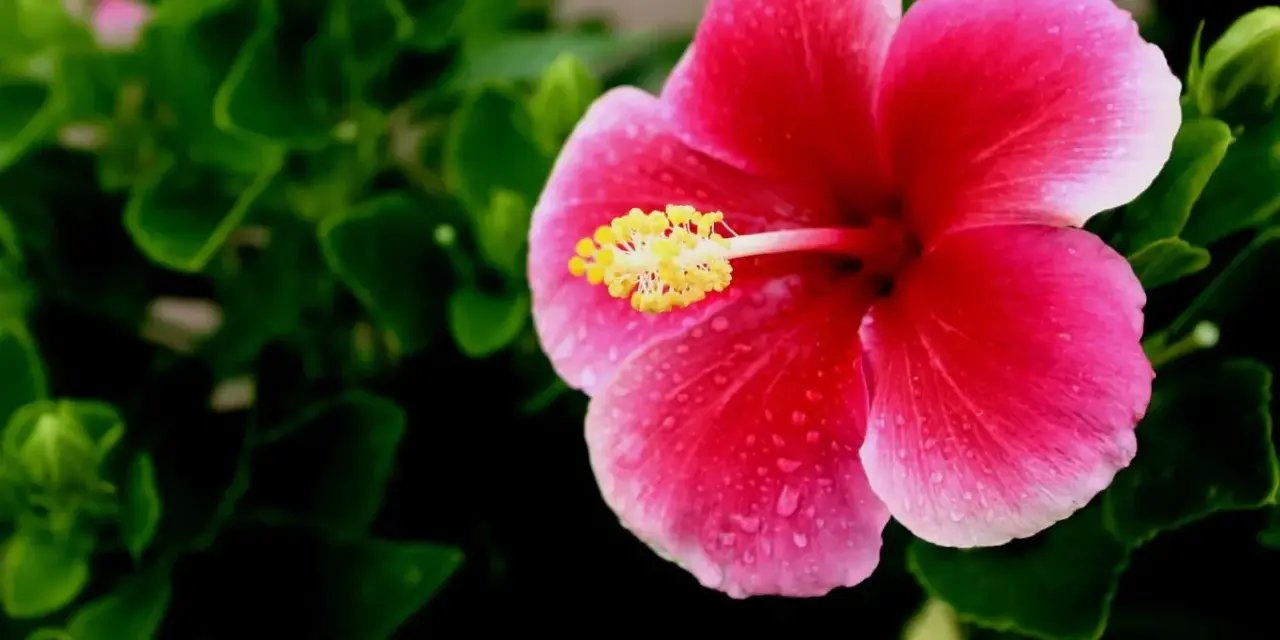 Piękny, różowy hibiskus domowy z żółtym środkiem, ozdobiony kroplami rosy, otoczony zielonymi liśćmi.