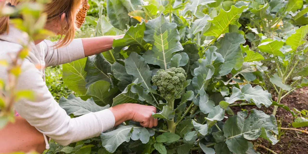 Frau erntet frischen Brokkoli im Garten. Die grünen Röschen sind bereit für die Küche.