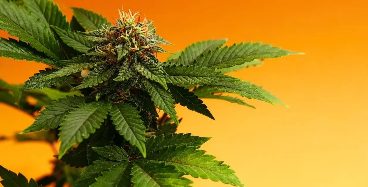 Planta de cannabis con cogollos y hojas verdes, mostrando la fuente natural de cannabinoides en el cuerpo.