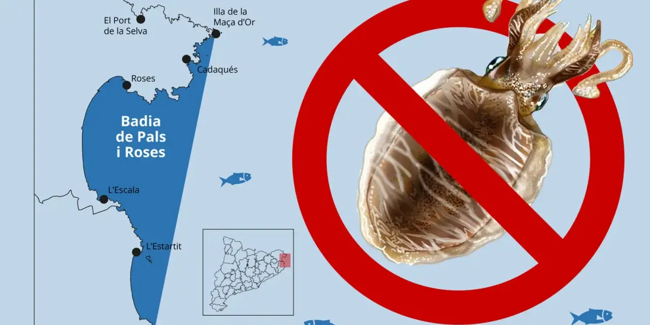Prohibida la pesca de la sepia en la Badia de Pals i Roses. Mapa de la costa catalana con señal de prohibido sobre una sepia.