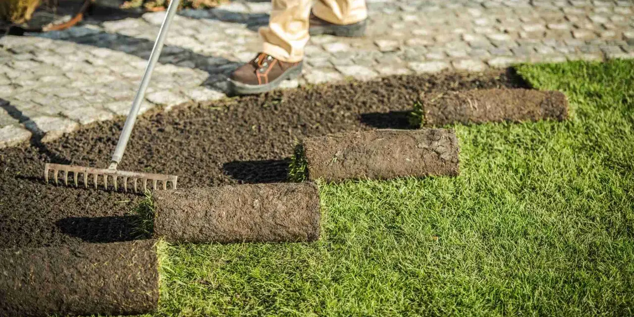 Układanie trawy z rolki na przygotowanym podłożu. Grabie pomagają wyrównać ziemię przed położeniem kolejnych pasów zieleni.