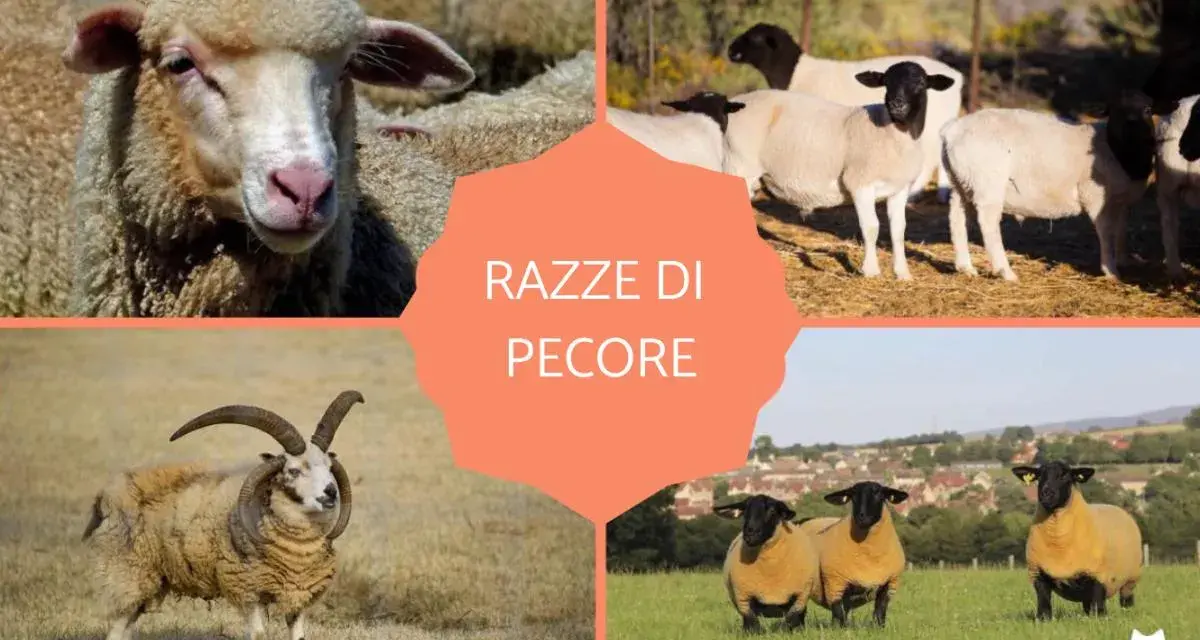 Un collage mostra diverse razze di pecore: Merino, Dorper, Jacob e Suffolk.