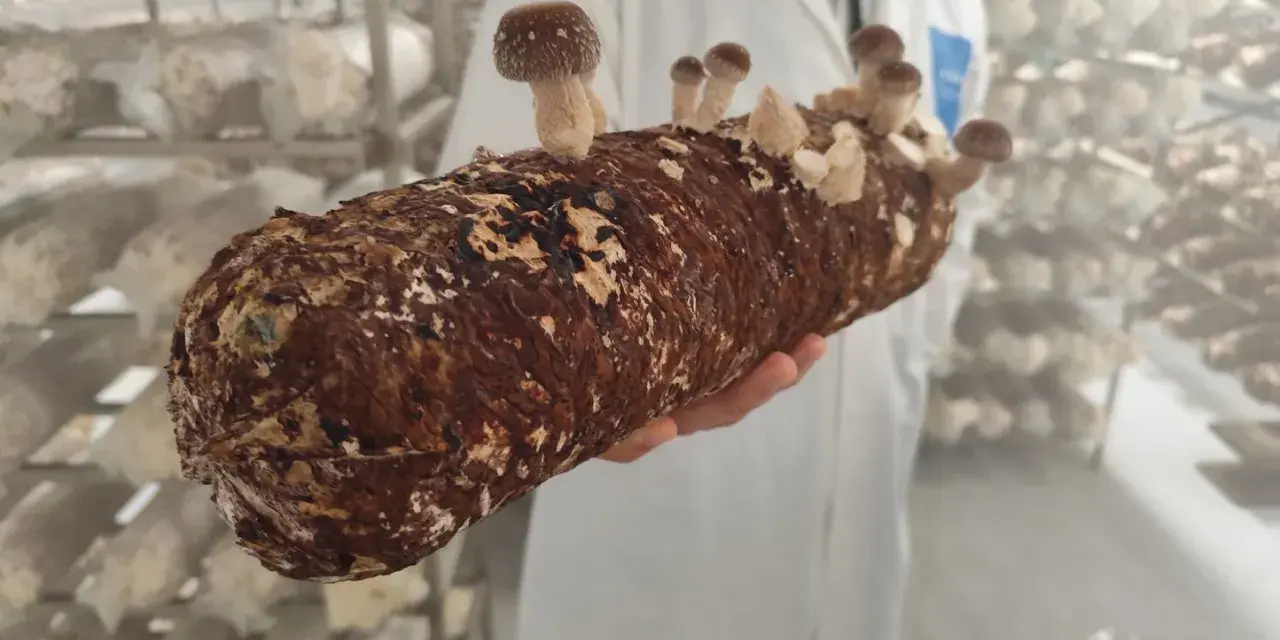Une main tient un tronc de champignon adaptogène en pleine croissance, prêt à être récolté dans une ferme spécialisée.