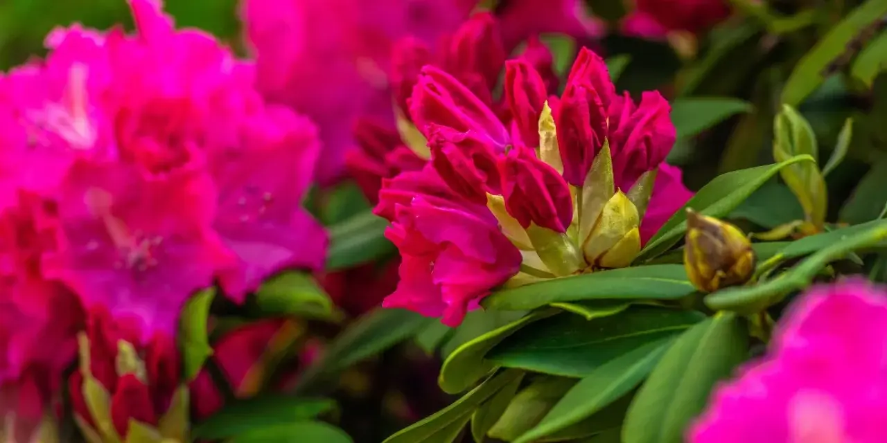 Intensywnie różowy rododendron, gotowy do kwitnienia. Po przycinaniu wypuszcza nowe pąki.