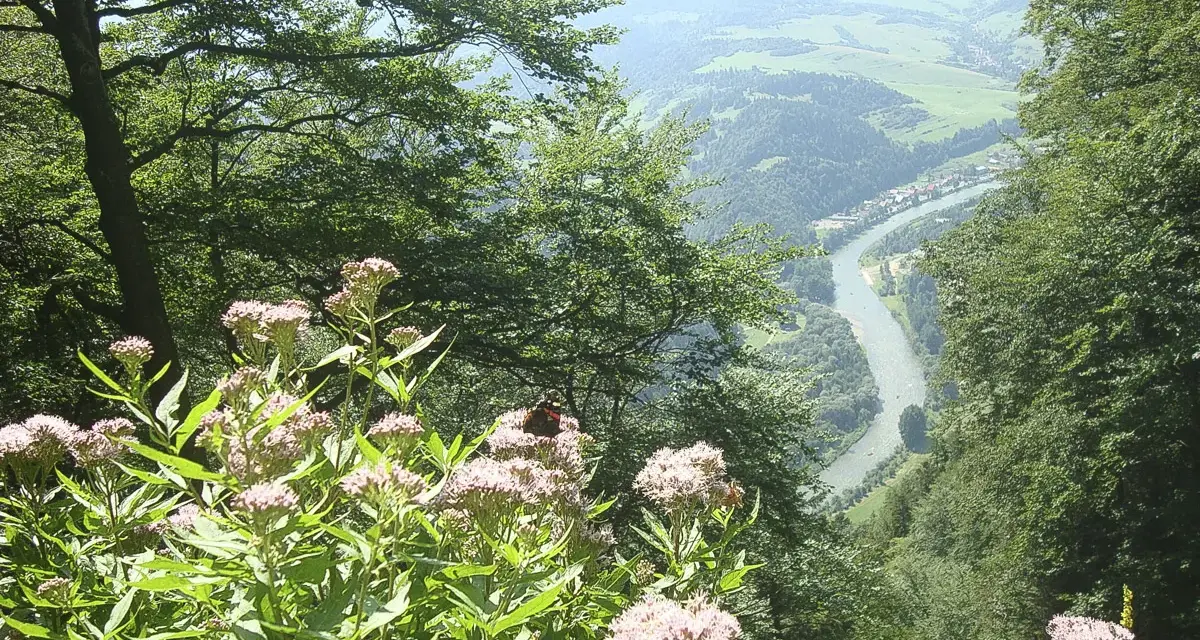 Kwiaty i motyl na tle malowniczego widoku na Dunajec i miasteczko, z widocznymi Trzema Koronami ze Szczawnicy w oddali.