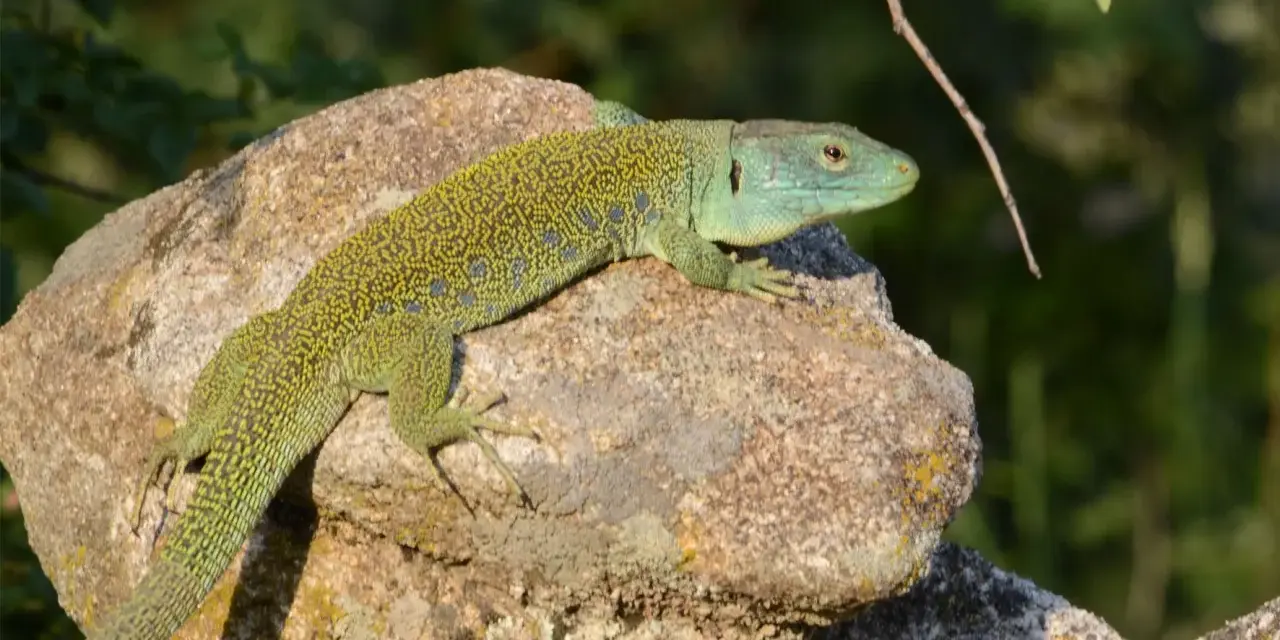 Lagarto ocelado, de piel verde y escamas amarillas, descansa sobre una roca.