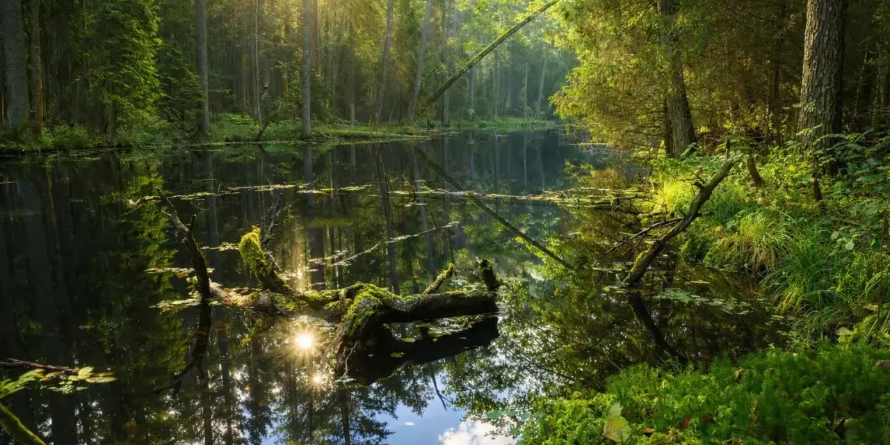 Słońce przebija się przez drzewa, oświetlając spokojną taflę wody w **dolinie roztoczy**. Zwalone, omszałe konary tworzą naturalne mosty nad ciemną wodą.