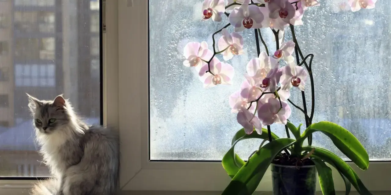 Szary, puszysty kot siedzi na parapecie obok kwitnącego storczyka.