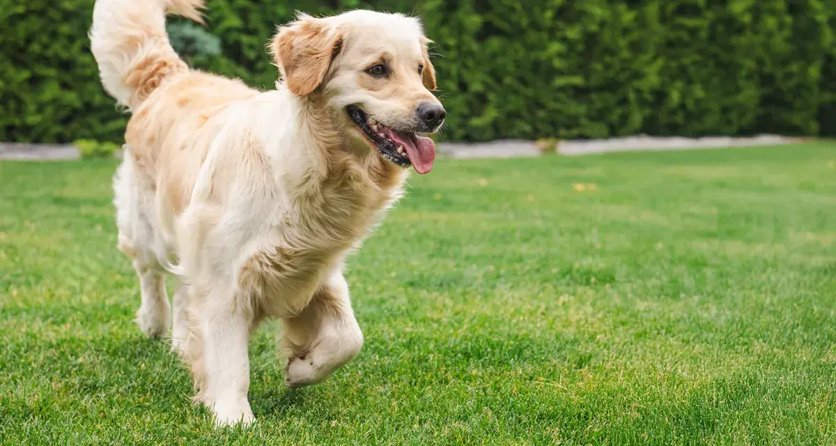 Złoty retriever na trawniku. Jak nauczyć psa, co zrobić żeby psy nie załatwiały się na trawniku, by trawnik pozostał piękny.