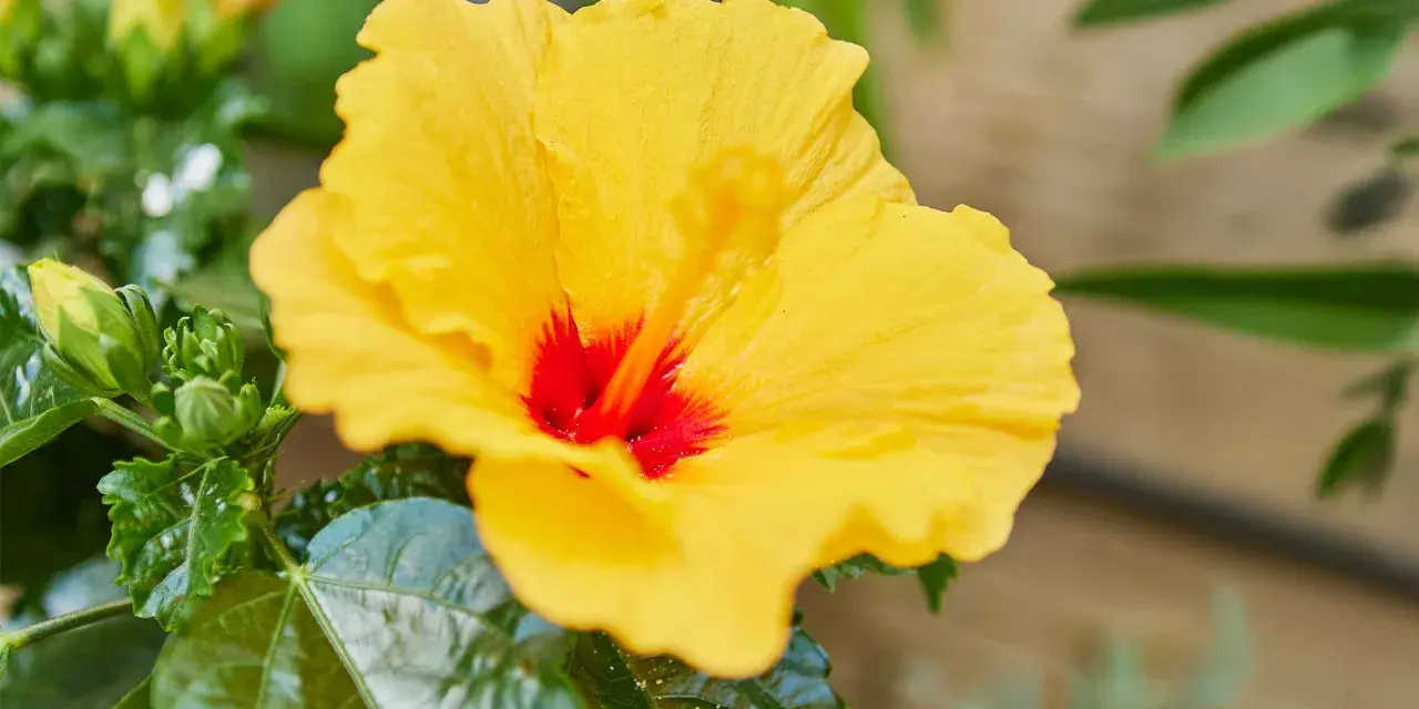 Ein leuchtend gelber Hibiskus mit rotem Zentrum, umgeben von grünen Blättern. Ein Zeichen dafür, dass es auch einen hibiskus winterhart gibt.