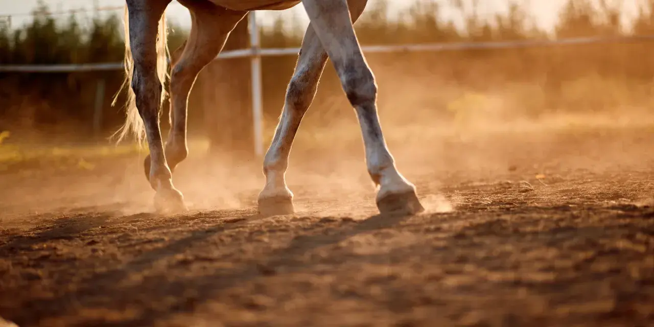 Les pattes d'un cheval blanc foulent le sol, soulevant un nuage de poussière dorée au coucher du soleil. Le sable s'effrite sous ses sabots.