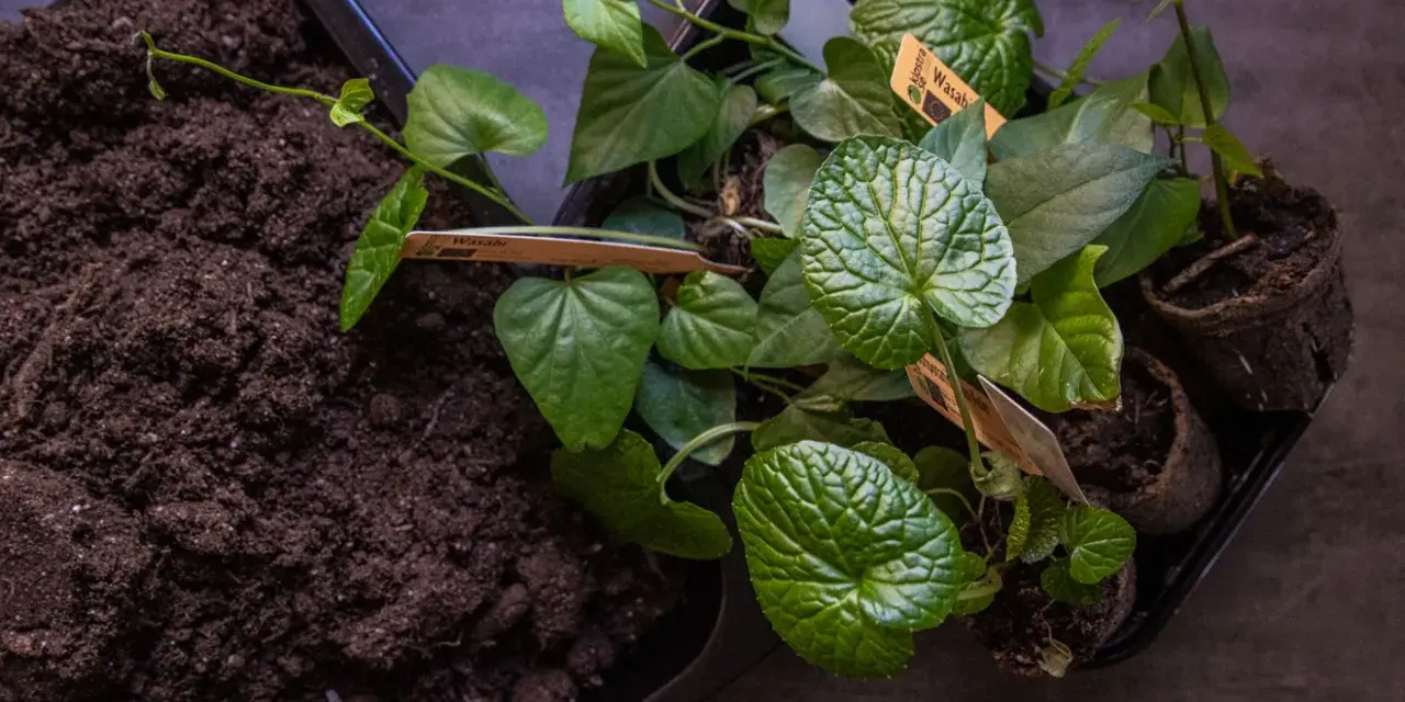 Förberedelser för att odla wasabi. Små plantor med gröna blad och jord i en bricka.