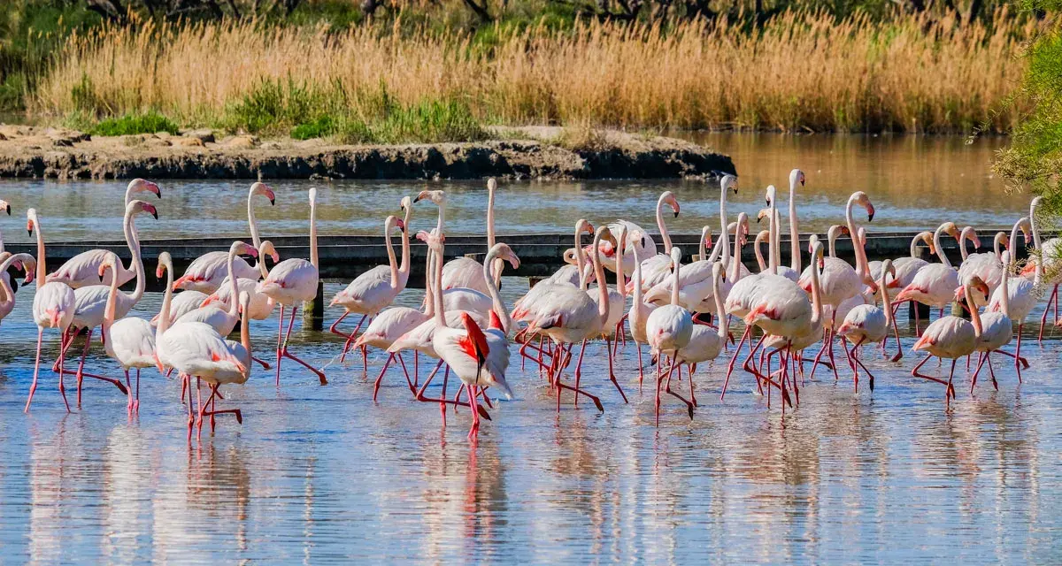 Un troupeau de flamants roses se tient dans l'eau peu profonde, un spectacle magnifique à visiter en Camargue.