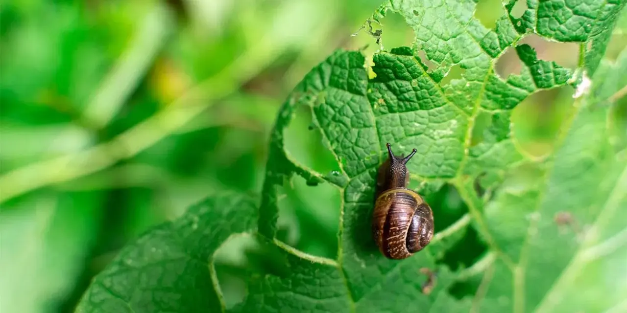 Lumaca su foglia bucherellata, un esempio di come eliminare le lumache dall'orto.
