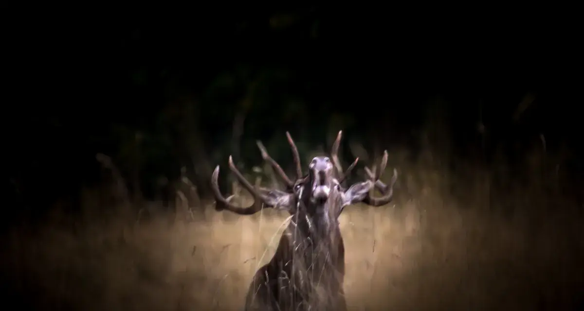 Un cerf majestueux, en pleine période de **brame**, rugit dans l'herbe haute, ses bois imposants se détachant sur le fond sombre de la forêt.
