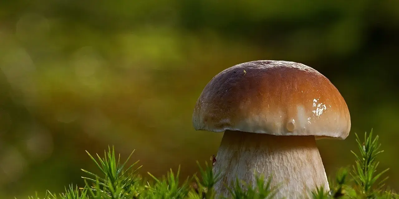 Kiedy sezon na maslaki? Odkryj najlepszy czas na grzyby w lesie