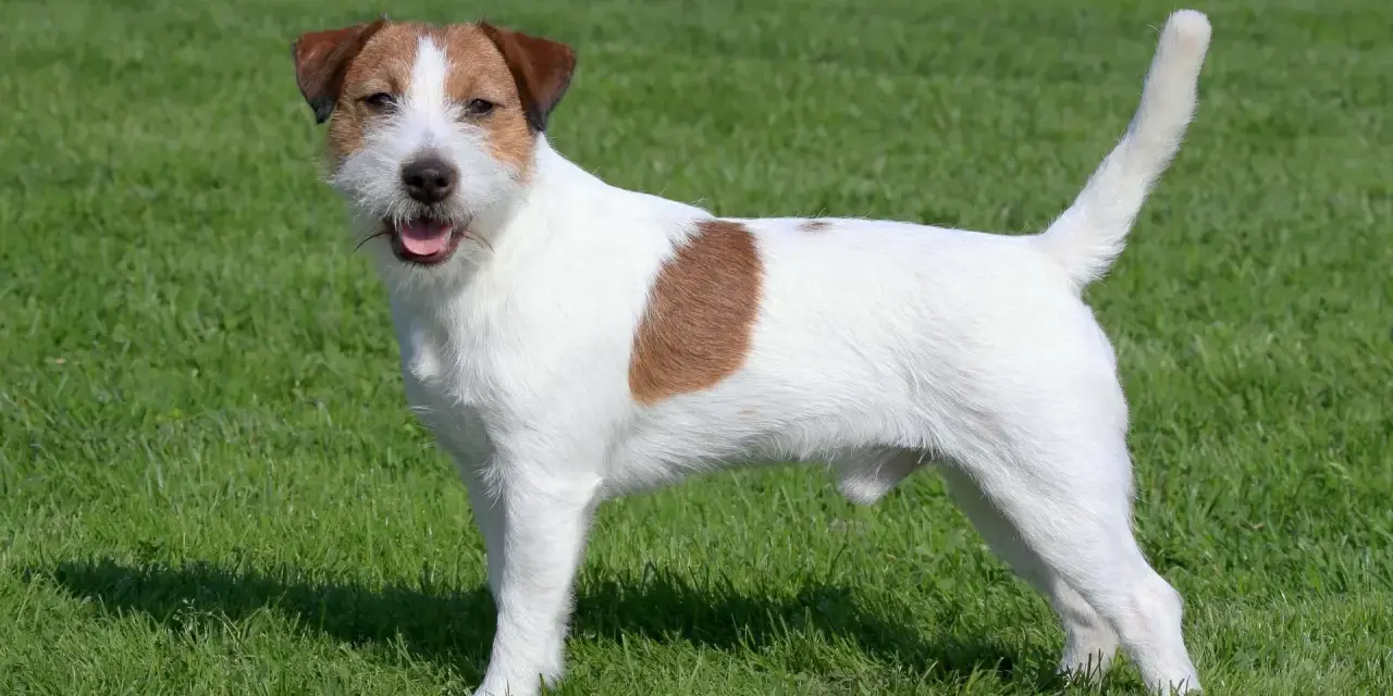 Wesoły jack russell terrier stoi na zielonej trawie, z językiem na wierzchu, gotowy do zabawy.