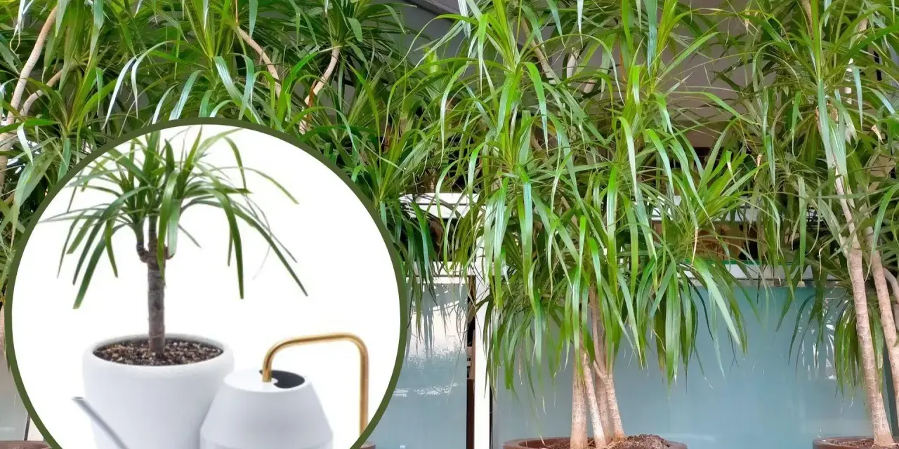 Dracena potrzebuje regularnego podlewania. Na zdjęciu widać, jak dbać o tę roślinę, by pięknie rosła.