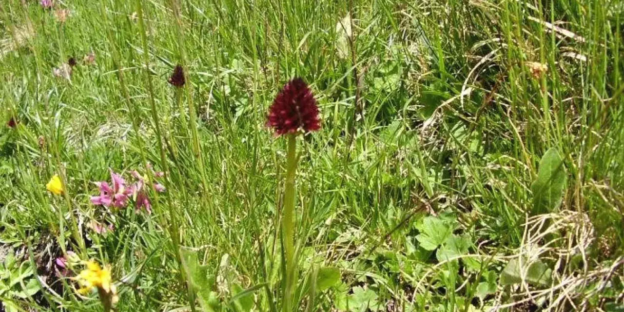 Un solitario fiore di negritella spicca tra l'erba alta, con i suoi petali rosso scuro che catturano lo sguardo.