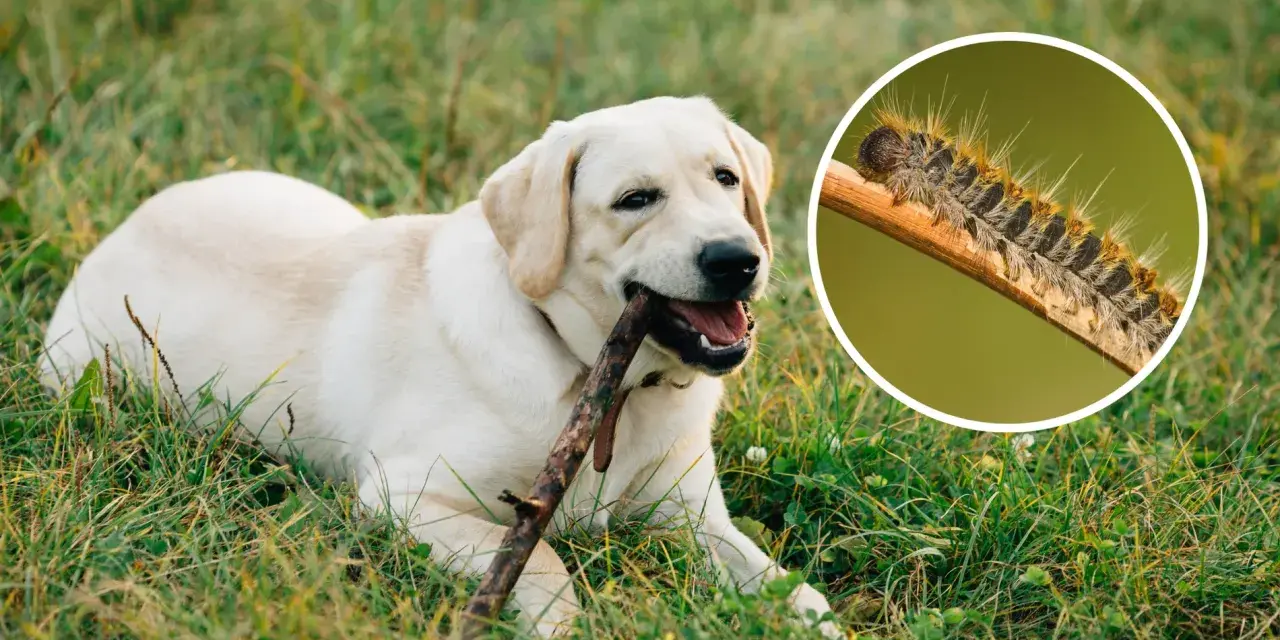 Un perro labrador juega con un palo mientras una oruga peluda se arrastra por una rama.