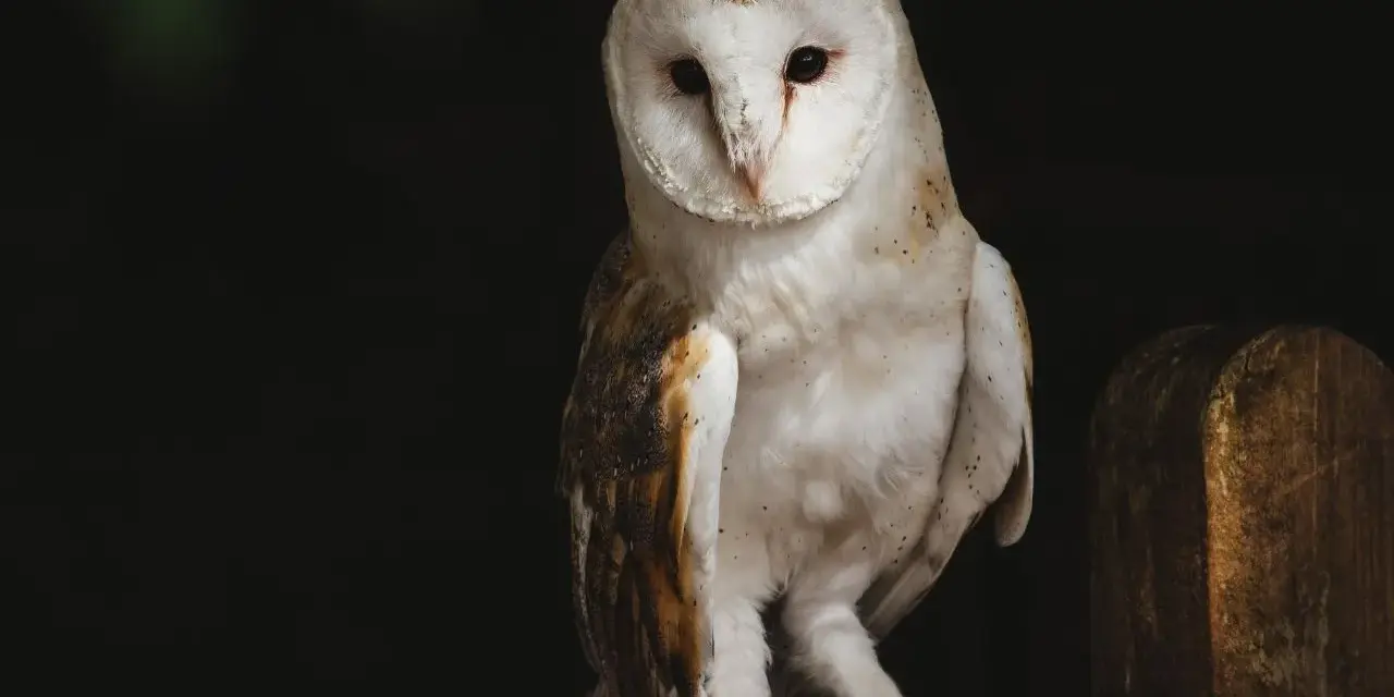 Sowa płomykówka, z białym, sercowatym obliczem, siedzi na drewnianym płocie. Jej pióra mienią się w półmroku, jakby tworzyły własne, cenne **tyto alba**.