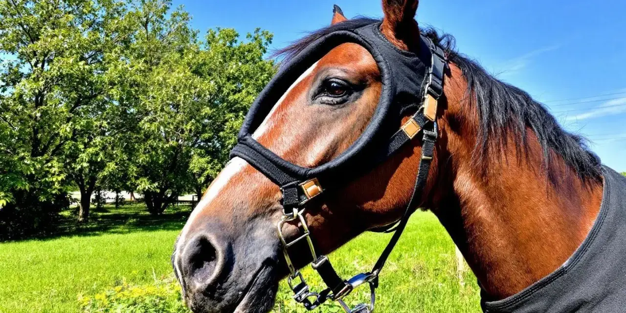 Un cheval brun porte une cagoule anti-mouches, un remède de grand-mère contre les mouches, dans un pré verdoyant sous un ciel bleu.