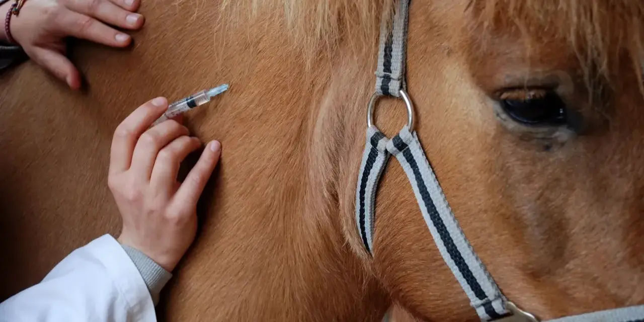 Un vétérinaire administre une injection à un cheval, peut-être pour prévenir un coup de sang.