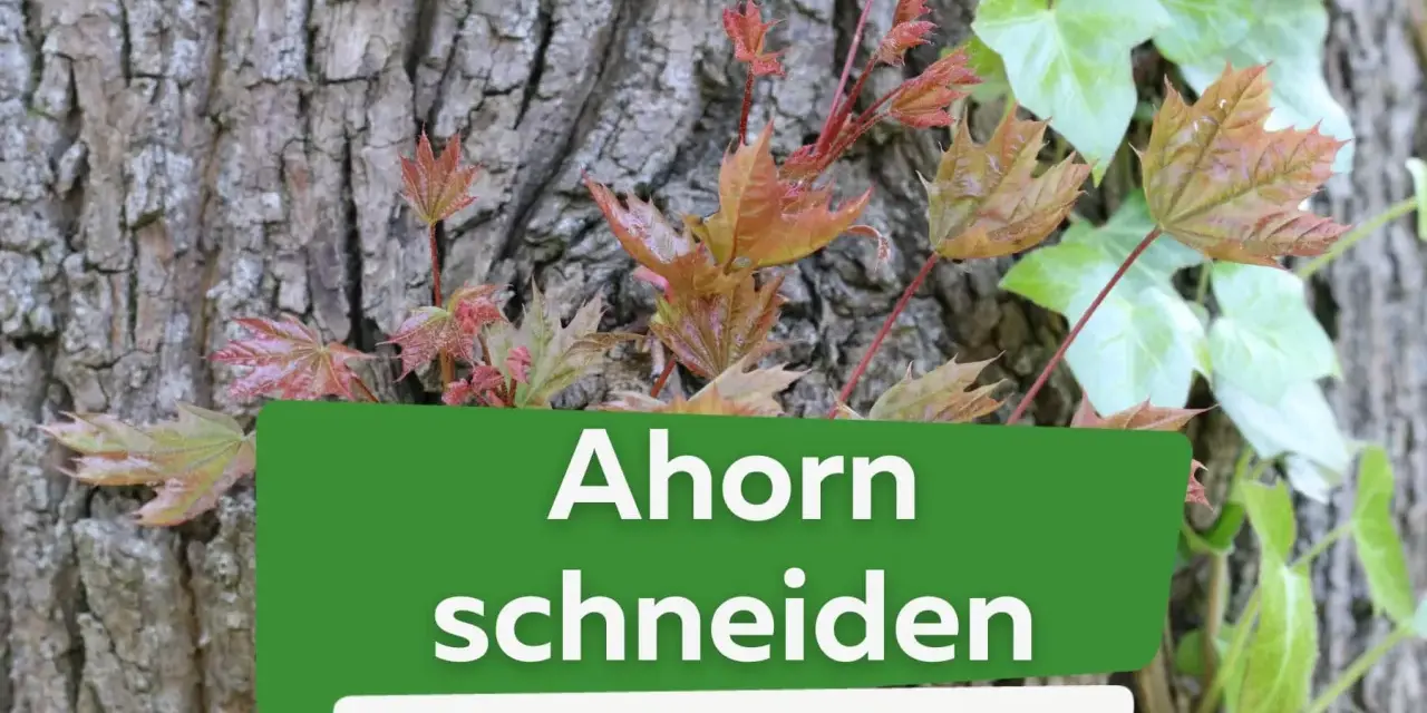 Junge Ahorn-Triebe mit roten und grünen Blättern wachsen an einer Baumrinde. Text: "Ahorn schneiden, Anleitung in 5 Schritten".