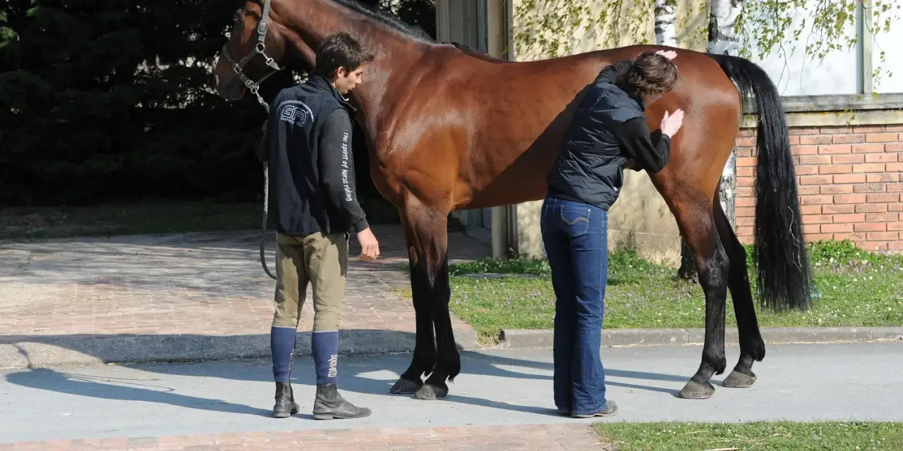 Un ostéopathe animalier examine un cheval brun. Un homme tient la longe, une femme palpe le flanc du cheval.