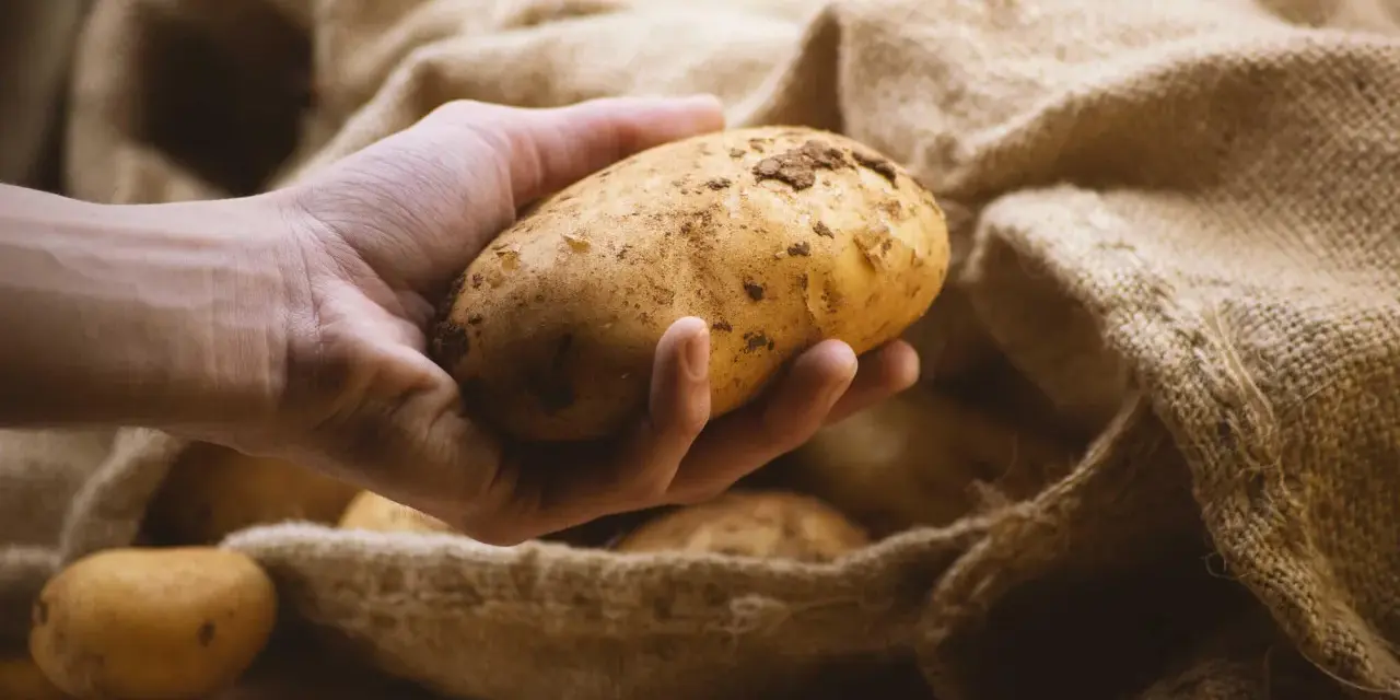 Hand holds a potato, ready to store them in a burlap sack.