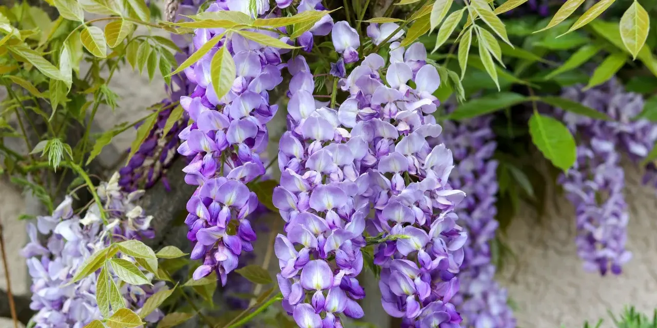 Hängande klasar av lila blåregn i kruka mot en stenvägg. Gröna blad ramar in de vackra blommorna.