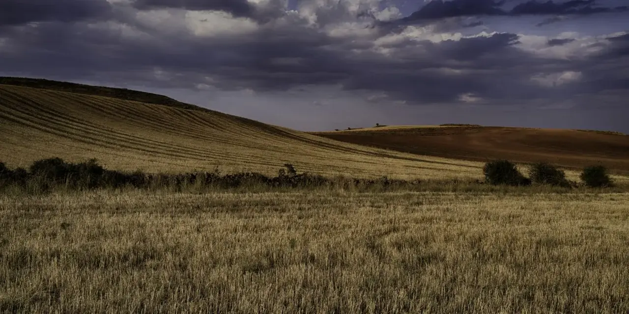 Paisaje de campos dorados y tierra rojiza bajo un cielo nublado. Se intuye un robledal de Corpes en la distancia.