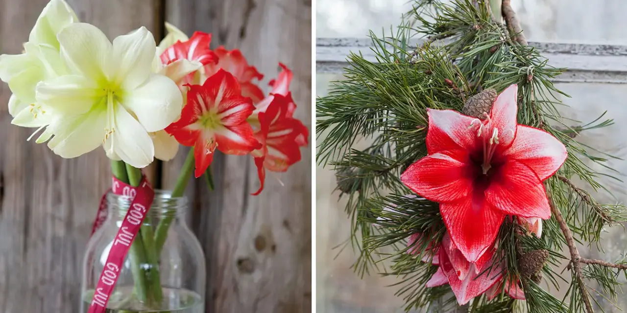 Vänster: snitt amaryllis i en glasflaska med "God Jul"-band. Höger: snitt amaryllis i en julkrans av granris.