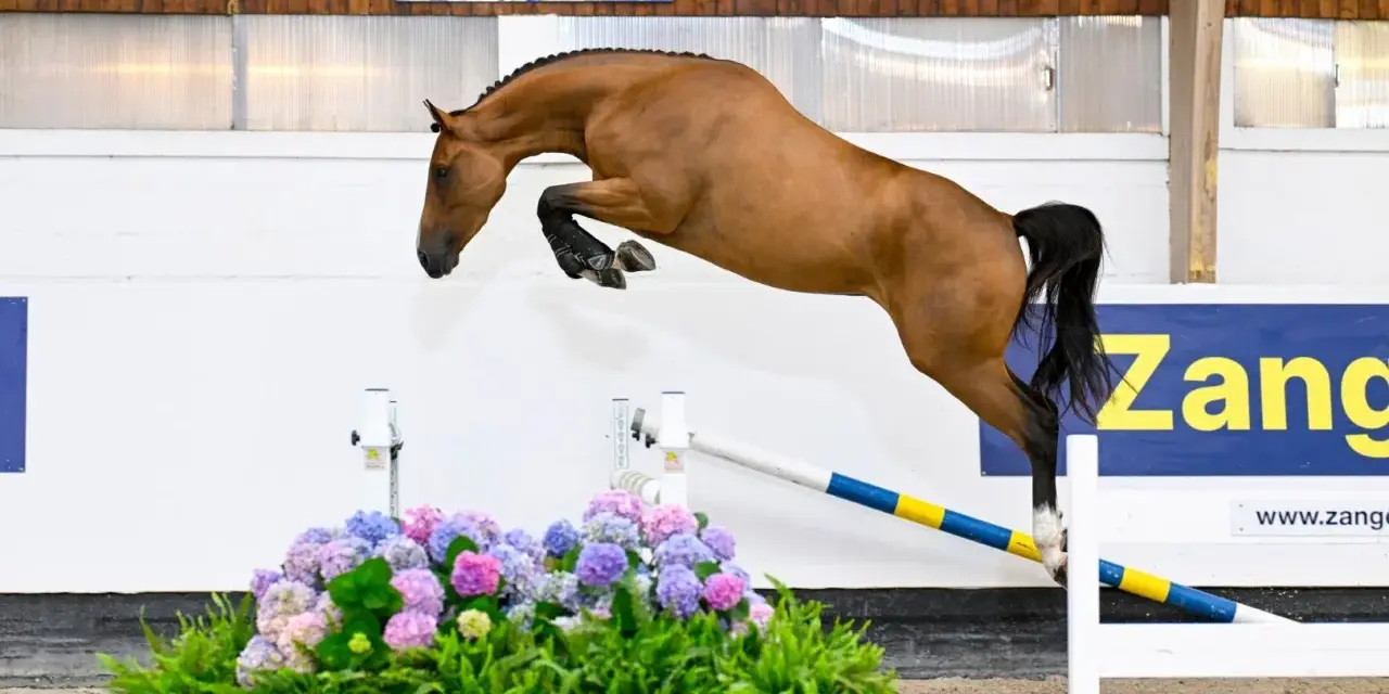 Un magnifique cheval bai saute par-dessus un obstacle fleuri, le nom "Zandor Z" est visible en arrière-plan.