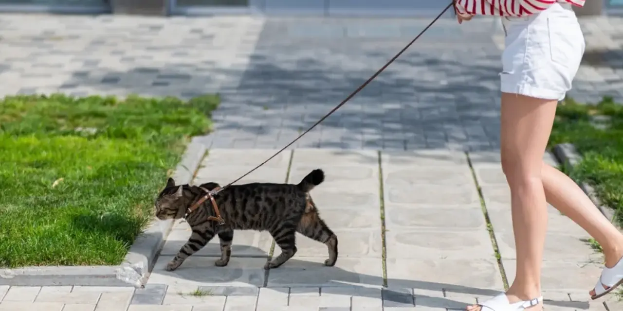 Zwinny kot na smyczy spaceruje po chodniku obok trawnika.