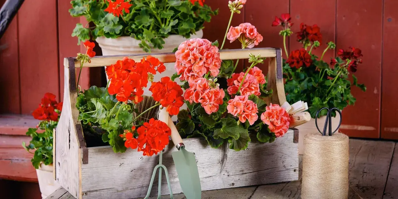 Piękne pelargonie w skrzynce, obok narzędzia ogrodnicze. Brak oznak chorób pelargonii, tylko zdrowy, bujny wzrost.
