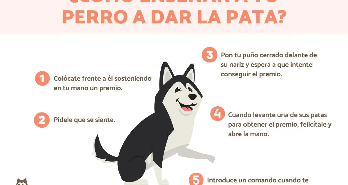 Ilustración de un perro husky aprendiendo a dar la pata, con pasos numerados. ¡Descubre trucos para enseñar a tu perro!