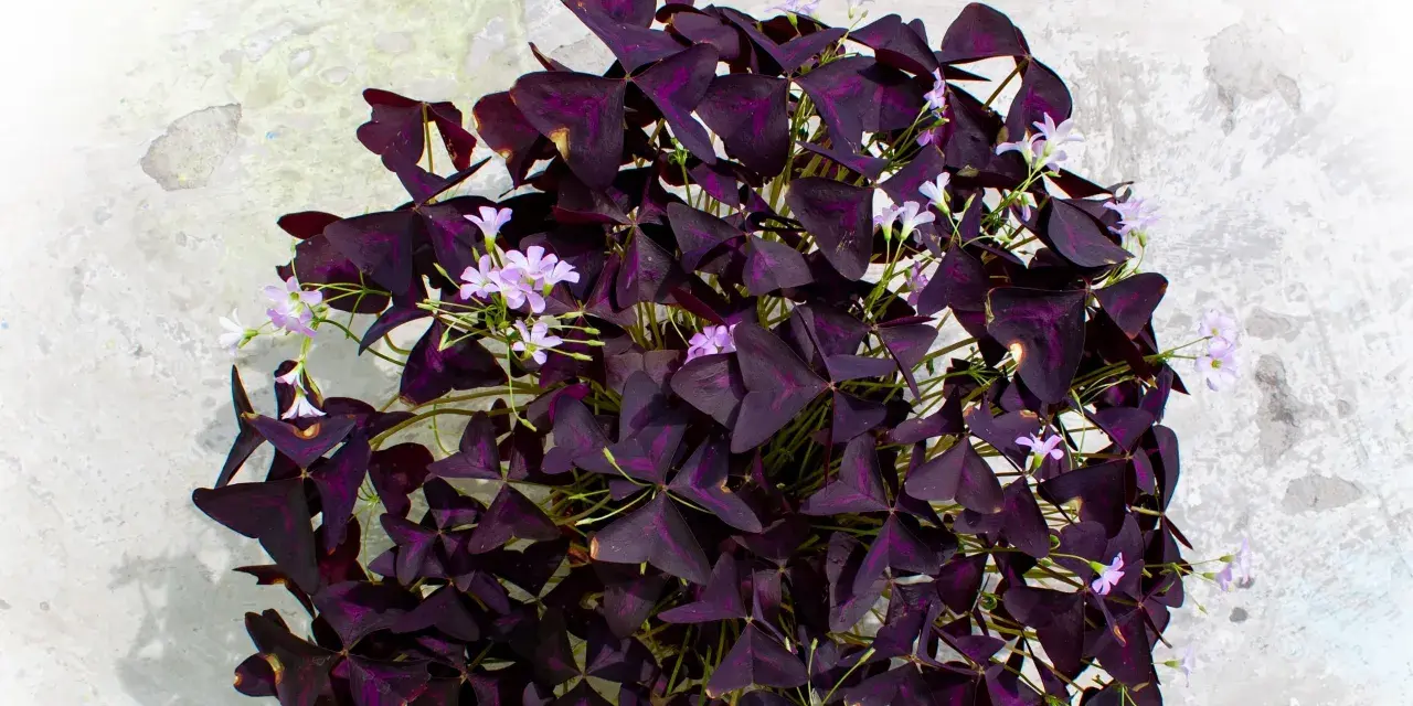 Un exuberante **trébol morado** con delicadas flores lilas sobre un fondo texturizado.