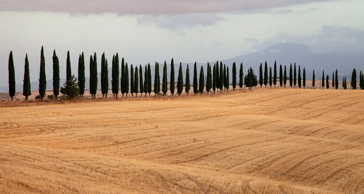 Iconici cipressi di San Quirico d'Orcia si stagliano su un campo dorato, creando un paesaggio toscano da cartolina.