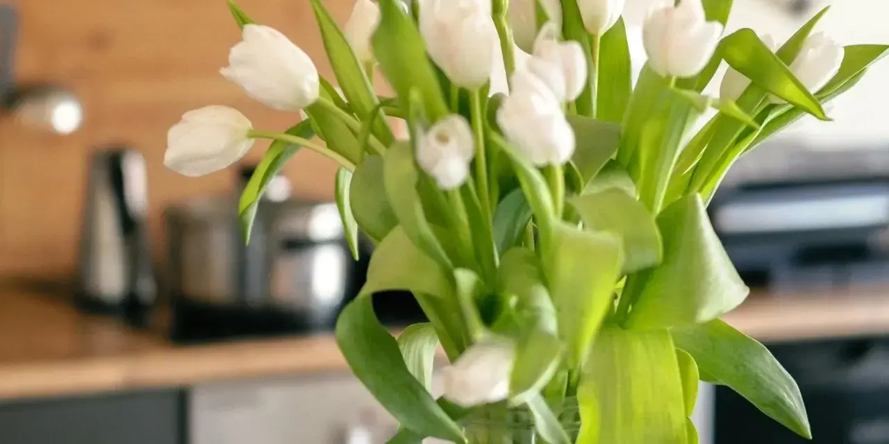 Białe tulipany w wazonie, świeże i pełne życia. Zastanawiasz się, ile wody do tulipanów, by były piękne?